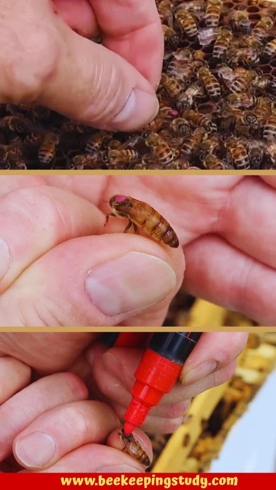How to Mark a Queen With Fingertips