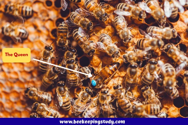 How to identify queen bee