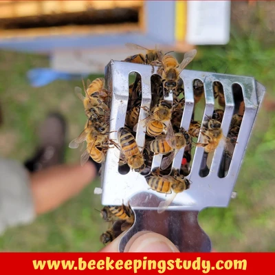 Marking a Queen Bee with Queen Catcher Clip
