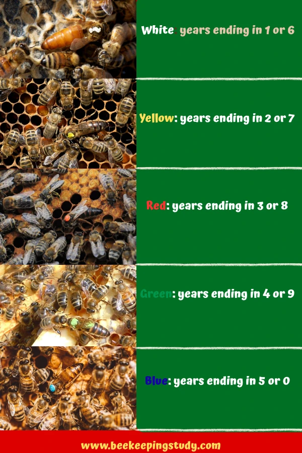 Queen Bee Color Code