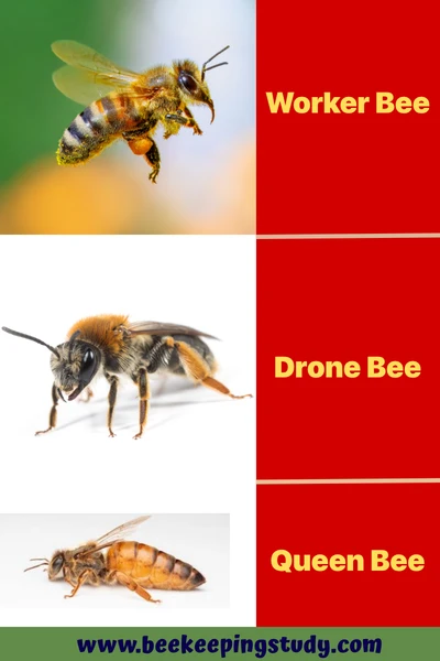 Queen Bee Difference with Other Bees Appearances