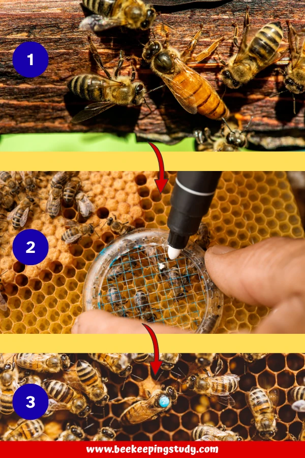3 Steps on How to Mark a Queen