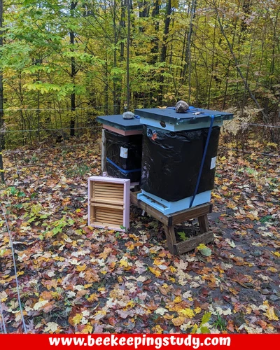 Apimaye Hive