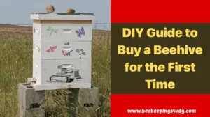 DIY Guide to Buy a Beehive for the First Time