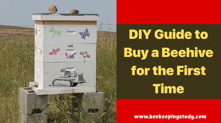 DIY Guide to Buy a Beehive for the First Time