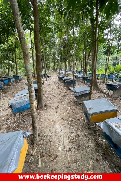 Top Bar Beehives