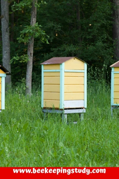Warré Hive
