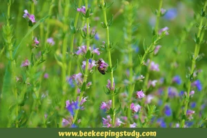 Anise Hyssop (Agastache foeniculum)