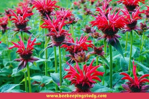 Bee Balm (Monarda) - Magnets for Pollinators