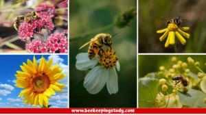 Bee Friendly Plants in the Usa