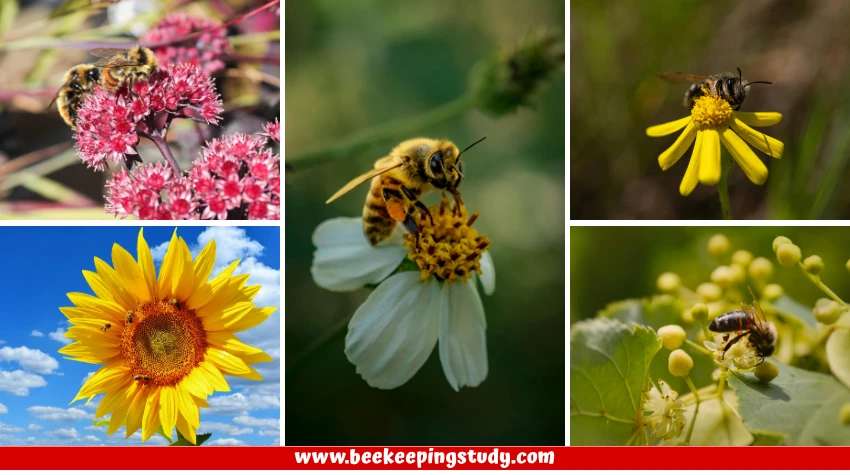 Bee Friendly Plants in the Usa