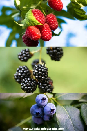 Berry Bushes (Raspberry, Blackberry, Blueberry)