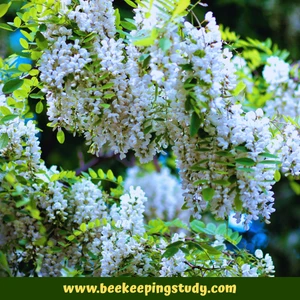 Black Locust (Robinia pseudoacacia)