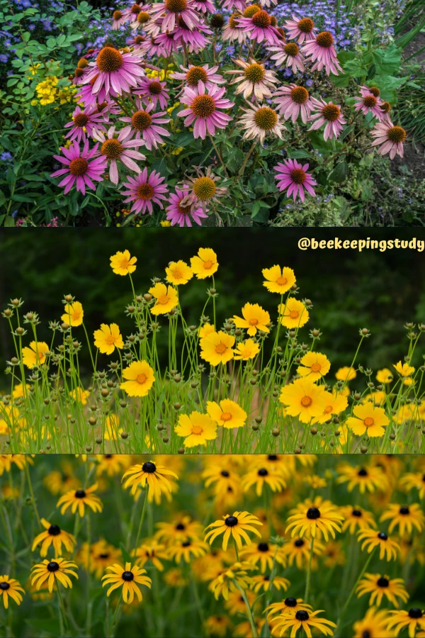 Coneflower (Echinacea), Coreopsis, Black-Eyed Susan