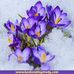 Crocus - One of The Most Famous Bee Friendly Plant