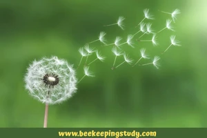 Dandelion