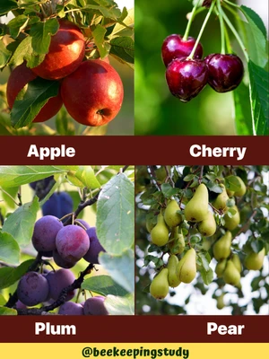 Fruit Trees (Apple, Cherry, Plum, Pear)