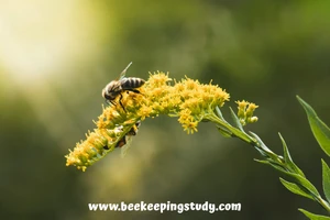 Goldenrod (Solidago) - Late Season Pollinator Plant