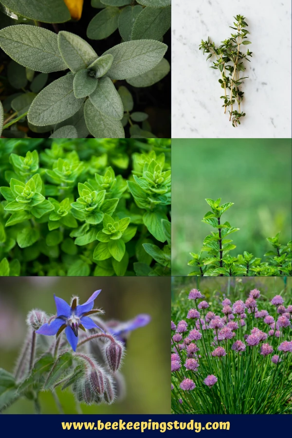 Herbs (Sage, Thyme, Oregano, Mint, Borage, Chives)