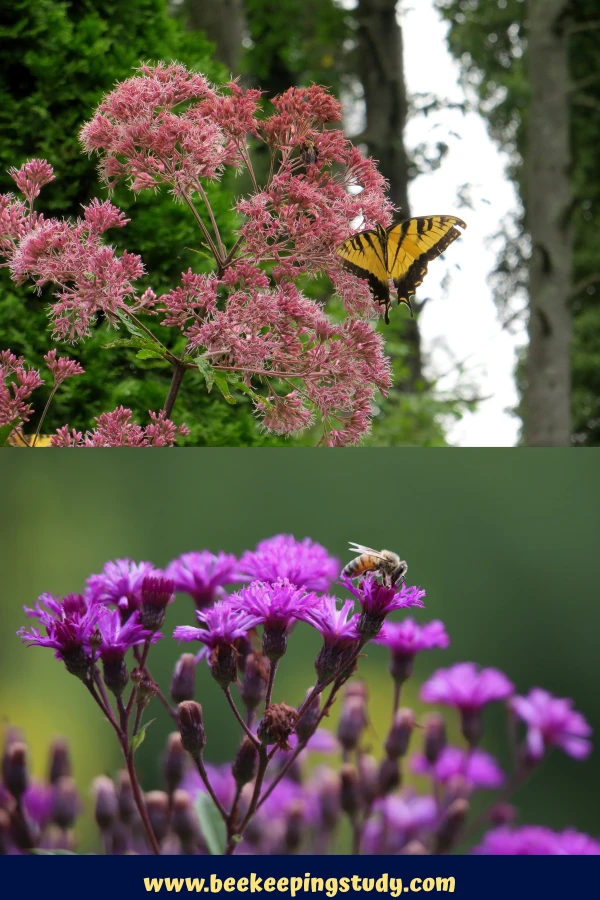 Joe Pye Weed & Ironweed
