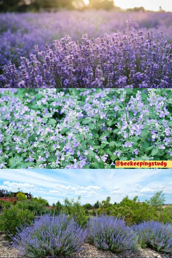 Lavender, Catmint, Russian Sage - Powerful Trio for Attracting Bees