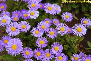 New England Aster - Final Lifeline for Bees Before Winter