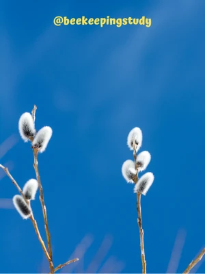 Pussy Willow (Salix discolor)
