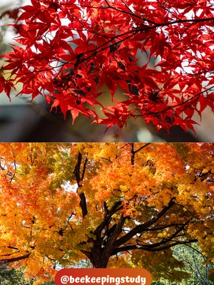 Red maple and Sugar maple for Bees