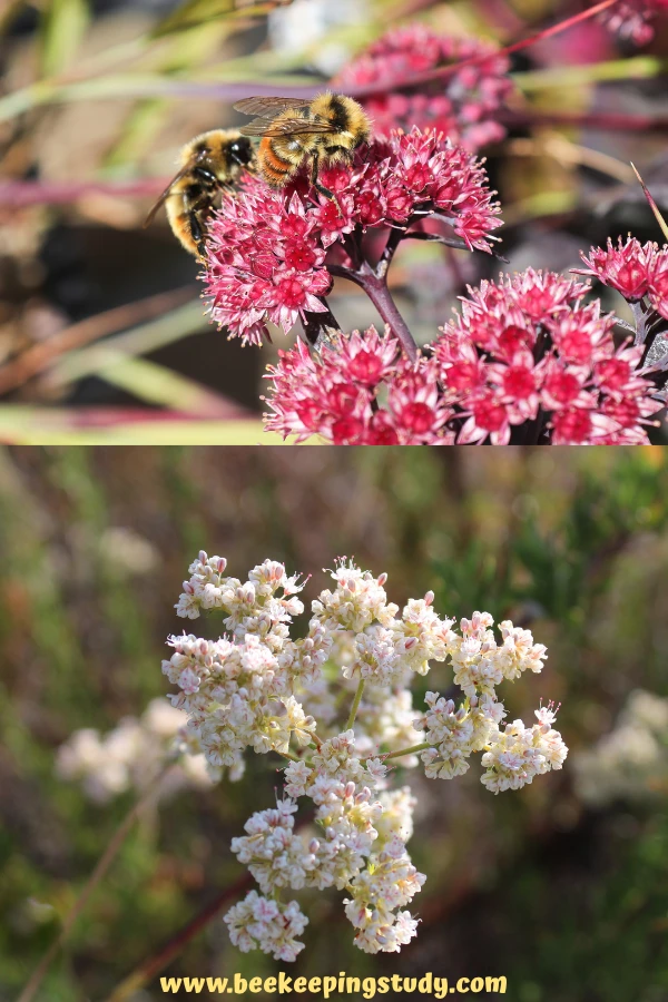 Sedum & Buckwheat