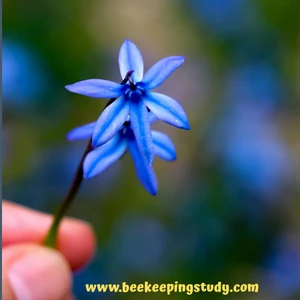 Siberian Squill