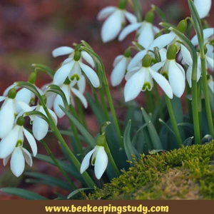 Snowdrops (Galanthus nivalis)