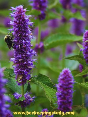 Summer FLower for Bees - Anise Hyssop