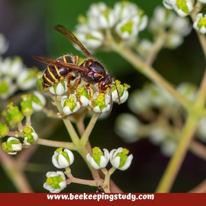 Summer FLower for Bees - Beebee Tree
