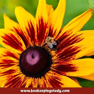 Summer FLower for Bees - Black-Eyed Susan