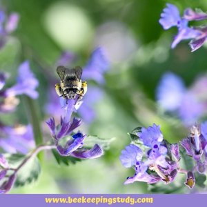 Summer FLower for Bees - Catmint