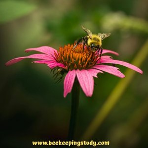Summer FLower for Bees - Coneflower