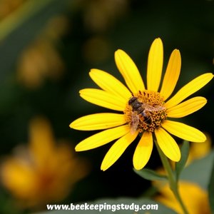 Summer FLower for Bees - Coreopsis