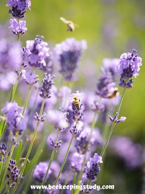 Summer FLower for Bees - Lavender
