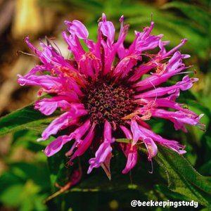 Summer FLower for Bees - Bee Balm