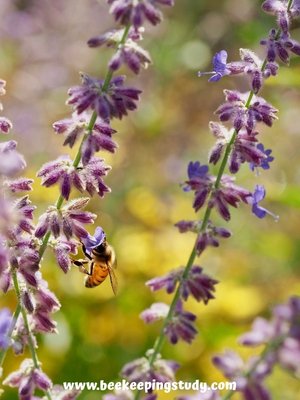 Summer FLower for Bees - Russian Sage