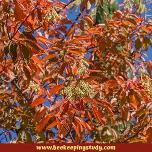 Summer FLower for Bees - Sourwood