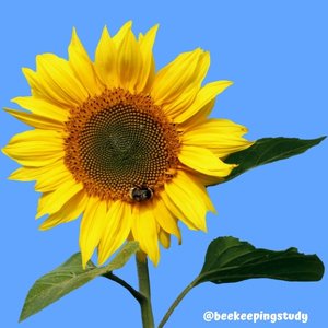 Summer FLower for Bees - Sunflowers