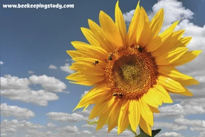 Sunflowers - The Real Pollination PowerHorse