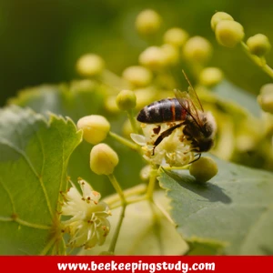 Tilia Well Known as Bee Trees