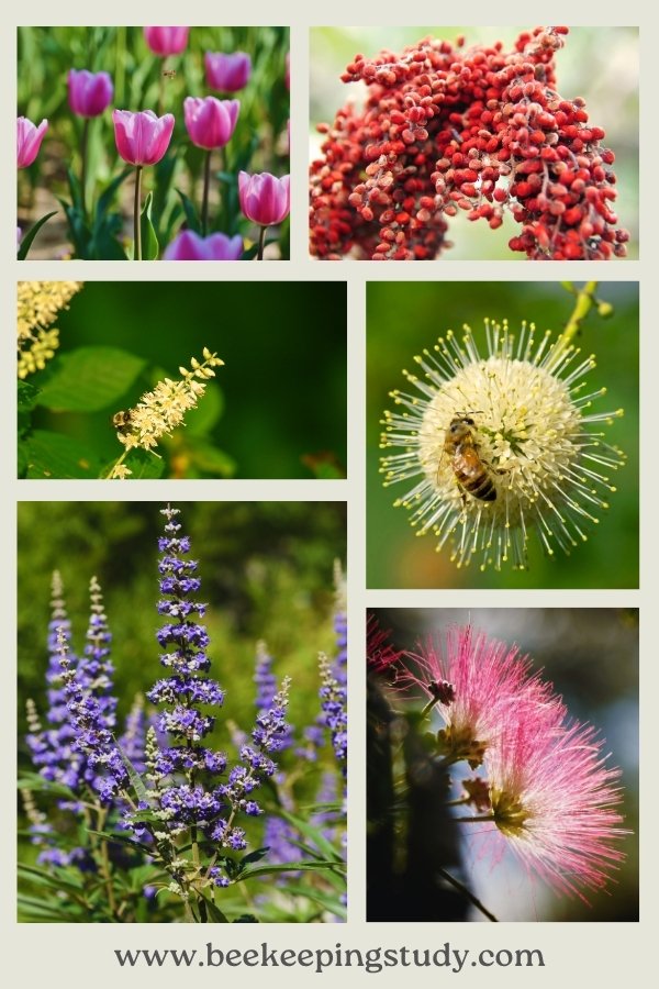 USA Bee Friendly Plants for Summer
