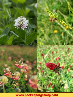 White Dutch, Sweet, Alsike, Crimson Clovers