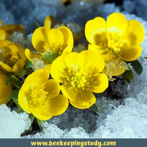 Winter Aconite