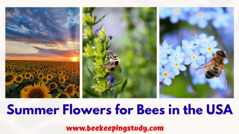 summer flowers for bees in USA