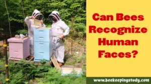 Can Bees Recognize Human Faces?