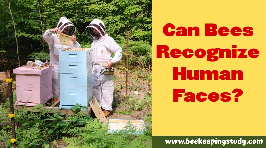 Can Bees Recognize Human Faces?